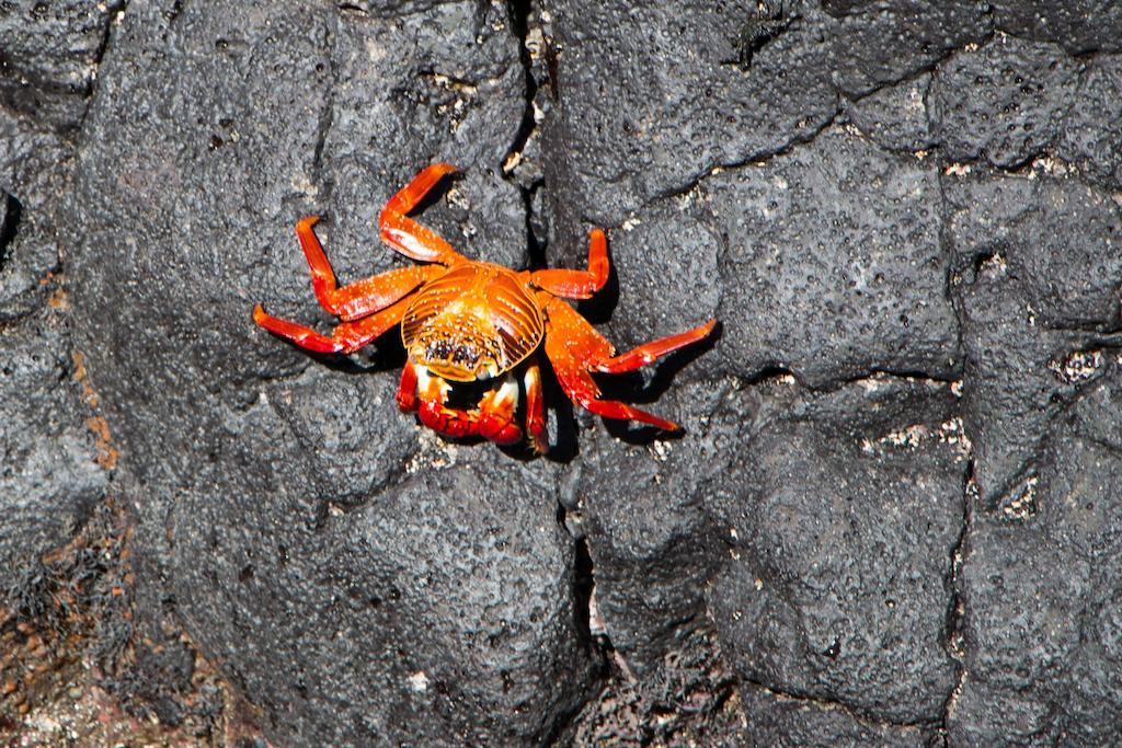 Chez Manany Galapagos Ecolodge Puerto Villamil Zewnętrze zdjęcie