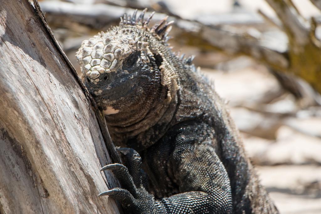 Chez Manany Galapagos Ecolodge Puerto Villamil Zewnętrze zdjęcie