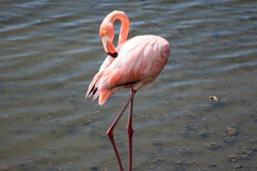 Chez Manany Galapagos Ecolodge Puerto Villamil Zewnętrze zdjęcie