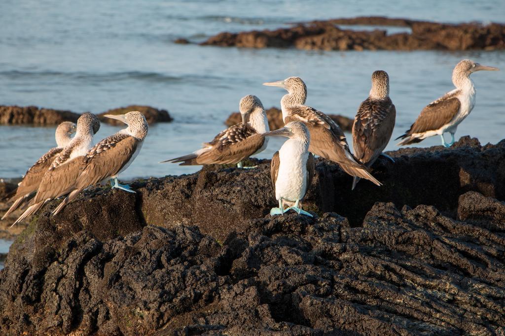 Chez Manany Galapagos Ecolodge Puerto Villamil Zewnętrze zdjęcie