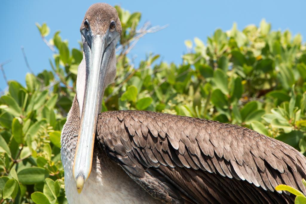 Chez Manany Galapagos Ecolodge Puerto Villamil Zewnętrze zdjęcie